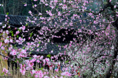 Hà Giang: hoa đào, hoa mận nở khắp cao nguyên