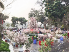 Lễ hội hoa anh đào Nhật Bản tại Hà Nội: BTC khẳng định sẽ không có hoa giả