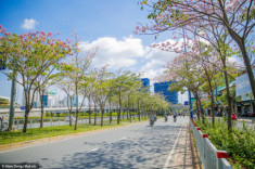 Sài Gòn đâu chỉ có nắng và mưa, còn có những mùa hoa đẹp say lòng người nữa!