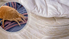 Ổ vi khuẩn trên chính chiếc giường của bạn