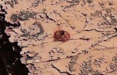 Tàu thăm dò Curiousity của NASA tìm thấy bằng chứng của sự sống trên sao Hỏa