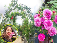 Ban công rực rỡ hoa hồng ai ngắm cũng “phải lòng” của bà mẹ trẻ ở Quảng Ninh