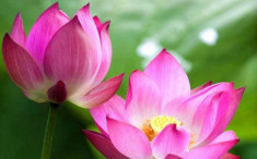 Các loài hoa đẹp nhất Việt Nam: Ý nghĩa và cách trồng đơn giản