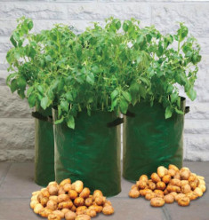 Chẳng cần vườn rộng cũng trồng được hàng cân khoai tây trong túi nilon, bao tải tại nhà