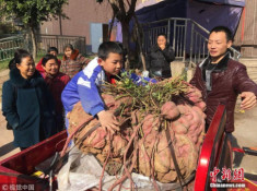 Củ khoai lang khổng lồ 119 kg của lão nông Trung Quốc khiến nhiều người sửng sốt