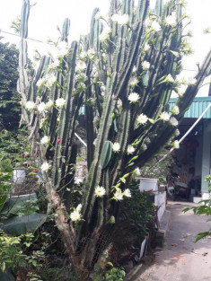 Dân mạng sửng sốt trước cây xương rồng 30 năm tuổi khổng lồ, ra hoa trắng muốt ở Quảng Ninh