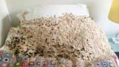Đến thăm mẹ, con trai hốt hoảng phát hiện ra tổ ong khổng lồ trên giường ngủ