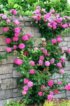 Học cách trồng hoa hồng leo nở rực rỡ trước cổng nhà