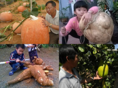 Ngôi làng lạ lùng ở quê võ Bình Định nơi lúa nếp là đặc sản, bí đao “khủng” 100kg/quả