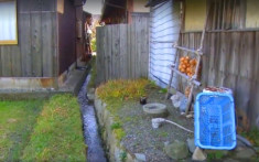Người Nhật khiến cả thế giới thán phục vì rửa bát, rửa rau ngay ở kênh nuôi cá