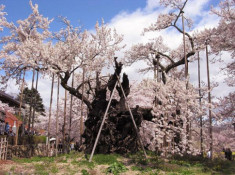 Sửng sốt trước cây anh đào khổng lồ đẹp nhất thế giới được xem như báu vật của Nhật Bản
