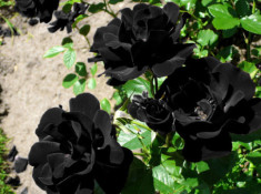 Tiết lộ không ngờ về loài hoa hồng đen cực quý hiếm chỉ trồng duy nhất ở Thổ Nhĩ Kỳ