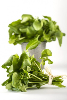 Trồng ‘siêu thực phẩm’ rau mầm cải xoong ngừa ung thư