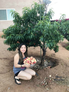 Vườn cây ăn quả 4000m² sai trĩu trịt vạn người mê của mẹ Việt ở Mỹ