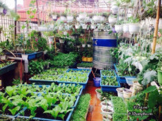 Vườn rau sân thượng xanh mướt đáng ngưỡng mộ của cô giáo Hà Nội