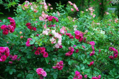 Muốn có hàng rào hoa đẹp tuyệt mà sống khỏe dễ chăm, trồng ngay hoa hồng dại