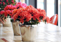 5 loại hoa đẹp lại dễ sống nên trồng ngay để kịp chơi Tết