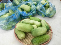 Chị em nhao nhao tìm mua loại dưa chuột lạ béo tròn, nặng tới 2kg/quả, ăn đã đời
