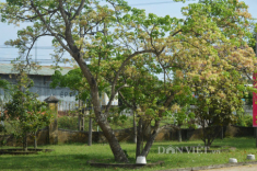 Lạ kỳ cây mai trắng cổ thụ rộ hoa mùa mưa
