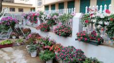 Mẹ trẻ trồng vườn ngập sắc hoa tại thiên đường Mộc Châu
