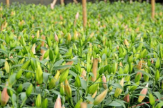 Mẹo chọn hoa ly chuẩn, đẹp, không qua đông lạnh để chơi Tết Mậu Tuất 2018