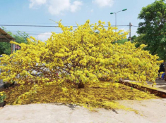 Sửng sốt trước độ choáng ngợp của vườn hoa tự nhiên khổng lồ đẹp nhất thế giới ở Dubai