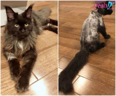 Tình trạng hiện tại của bé mèo 3000 USD nhà Trấn Thành - Hari Won sau khi bị mẹ Hari cạo lông te tua
