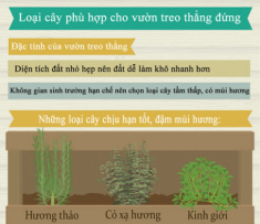 Trồng giò treo đơn giản cho nhà chật tỏa mát