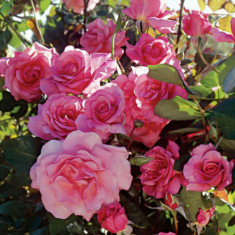 Các loài hoa hồng đẹp trên thế giới