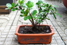 6 loại cây cản lộc - đuổi tài, rước vào nhà đừng hỏi sao làm mãi không giàu