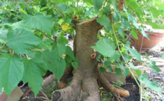 7 loại cây xui xẻo tuyệt đối không trồng trong vườn nhà kẻo dính ‘âm khí’