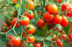 Cách trồng cà chua bi đơn giản cho quả ngon ngọt ăn quanh năm