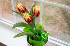 Chị em công sở rộn ràng mua củ giống Tulip, Tiên Ông