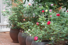 Độc đáo vườn hồng trăm gốc trồng trong chum, vại của bà mẹ phố núi