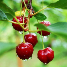 Học cách trồng cherry trong chậu, tưởng chết rũ ai ngờ mỗi ngày thu 300 quả