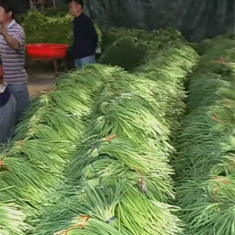 Kiếm trăm triệu dễ như chơi nhờ trồng loại rau quen thuộc này
