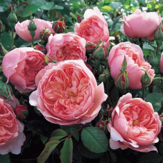 Kỹ thuật trồng hoa hồng cho nhiều bông nở rộ, tỏa hương khắp vườn