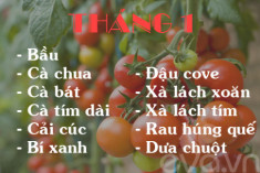 Lịch rau trồng theo 12 tháng cho chị em