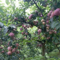Loại quả ở quê rụng đầy gốc không ai thèm nhặt, lên thành phố thành đặc sản đắt đỏ