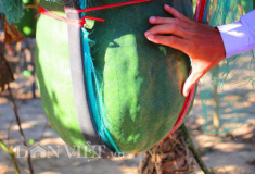 Những loại rau củ khổng lồ của nông dân Việt khiến người xem không tin vào mắt mình