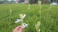 Ninh Bình: Cả làng khấm khá nhờ trồng cây ra hoa trắng như mây