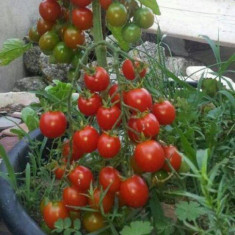 Rung cây giúp cà chua đậu quả trĩu cành: Nghe lạ đời nhưng nhìn thành quả thì khó tin