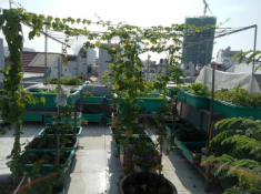 Sân thượng ‘nhỏ mà có võ’ xanh mướt mát rau sạch của mẹ đảm Sài Gòn