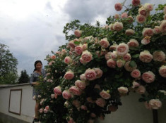 Sang xứ hoa hồng làm vườn đậm chất quê, mẹ Việt khiến người Hungary cũng ngỡ ngàng vì quá đẹp