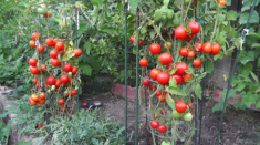 Từ A đến Z kỹ thuật trồng cà chua vừa đơn giản lại cho thu hoạch mỏi tay