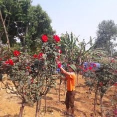 Vườn hồng cổ Trung Quốc bạc tỷ đẹp như mơ độc nhất vô nhị ở Lai Châu