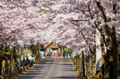 Chào tháng 4 nhẹ nhàng với những lễ hội hoa anh đào lớn nhất ở Hàn Quốc