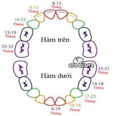 Trẻ mọc răng hàm: Thứ tự mọc răng và cách chăm sóc