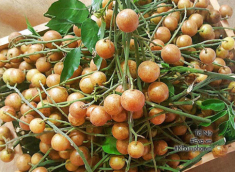 Cách làm mứt hồng bì dẻo thơm, nhâm nhi cả ngày không chán