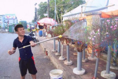 Tranh thủ ngày nghỉ hiếm hoi, thầy Park cùng Quang Hải, Công Phượng xuống phố buôn đào ăn Tết?